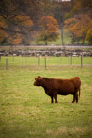 Lone Cow in Fall; Blue Hill Farm, Tarrytown, NY