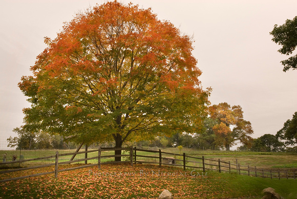 Lone Tree in Fall; Blue Hill Farm, Tarrytown, NY