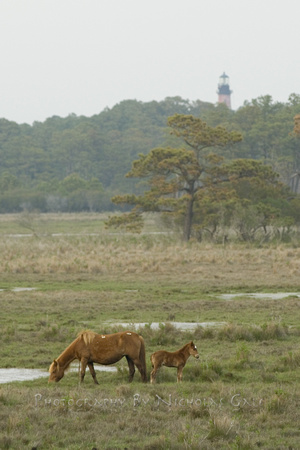 Assateague Ponies mother and child NWG6939