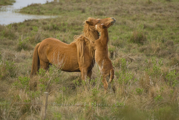 Assateague Ponies mother and child_NWG6975
